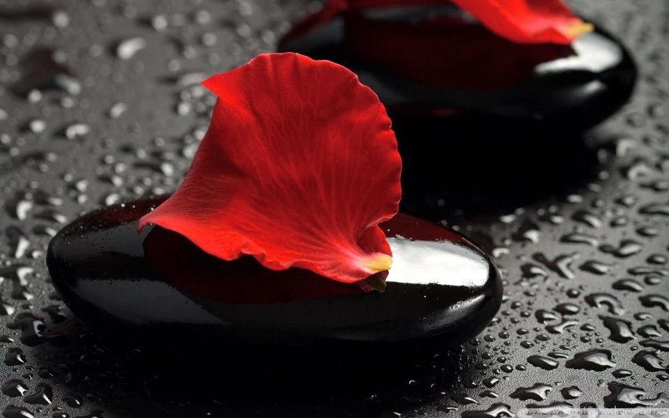 Zen Stones And Rose Petals HD Desktop Wallpapers : High Definition ...
