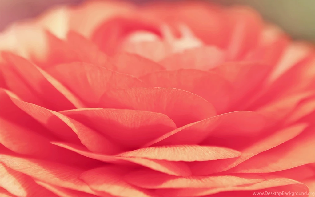 Petals close up flower hd wallpapers Magic4Walls.com