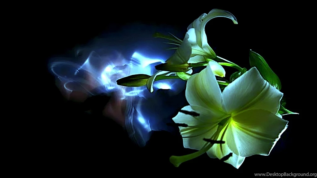 Neon Flower Wallpapers HD Resolution   Nekeran.com