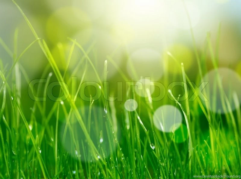 Soft Blur Green Grass Backgrounds