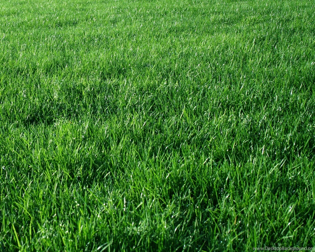 Green_Grass_Background.jpg?m=1431995371