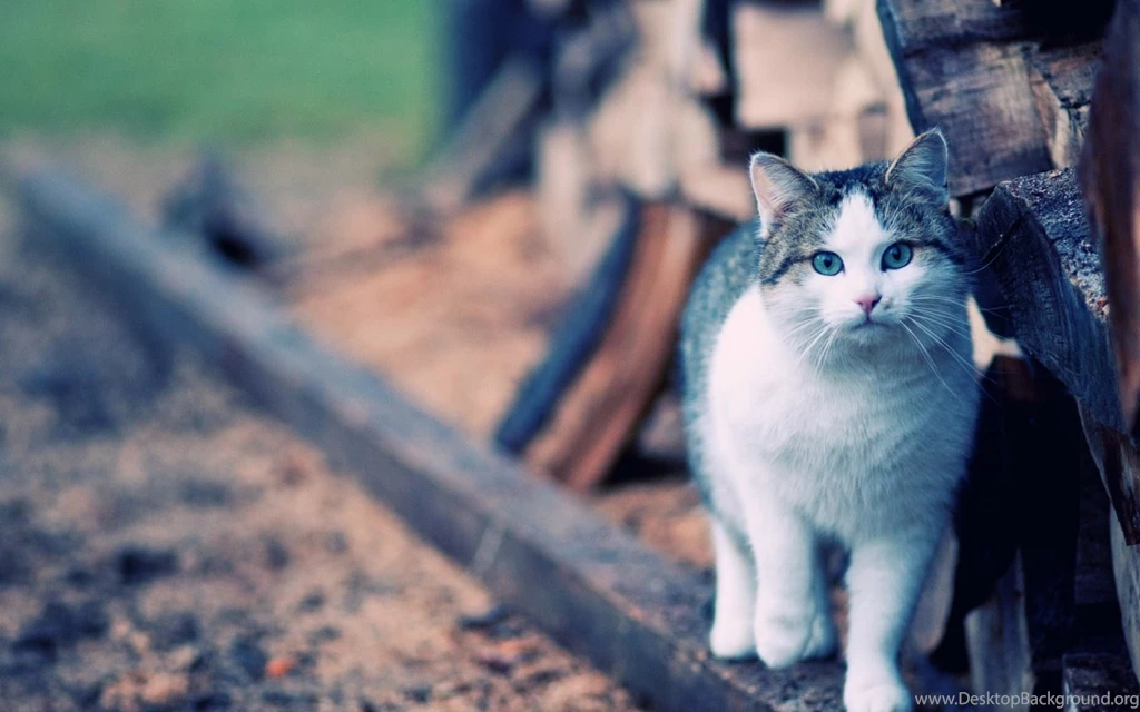 Cats Into The Wild HD Wallpapers Widescreen 1280x800
