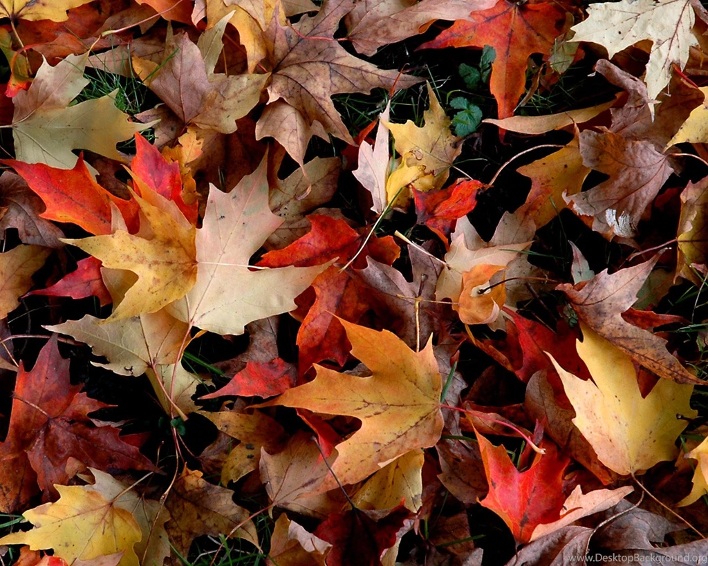 Free Fall Wallpapers For Desktop HD Wallpapers And Pictures