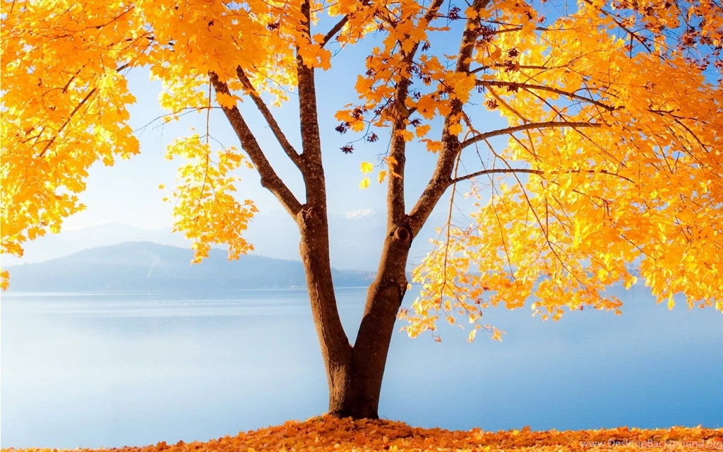 Autumn Fall Wallpapers Tree