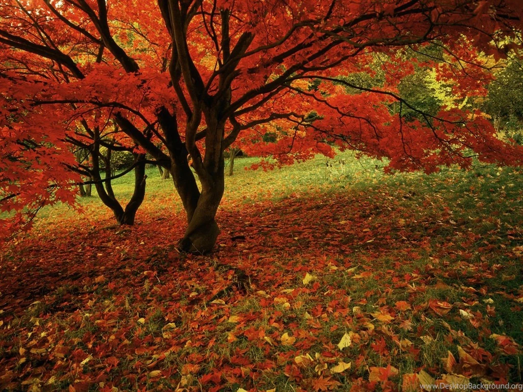 Free Fall Wallpapers   Wallpapers High Definition