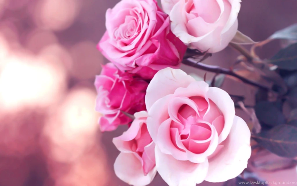 Pink Rose Wallpapers