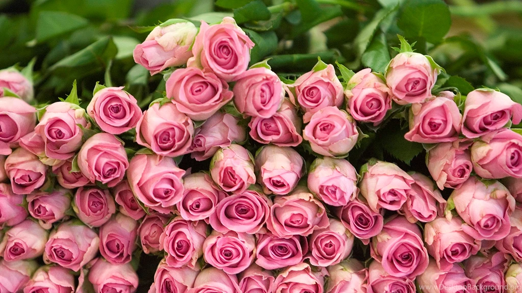 Rose Wallpapers HD, Rose Images, Rose Flower Pictures And ...