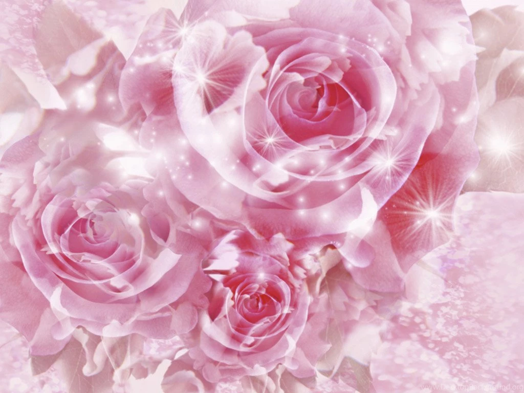 Pink Roses Wallpapers