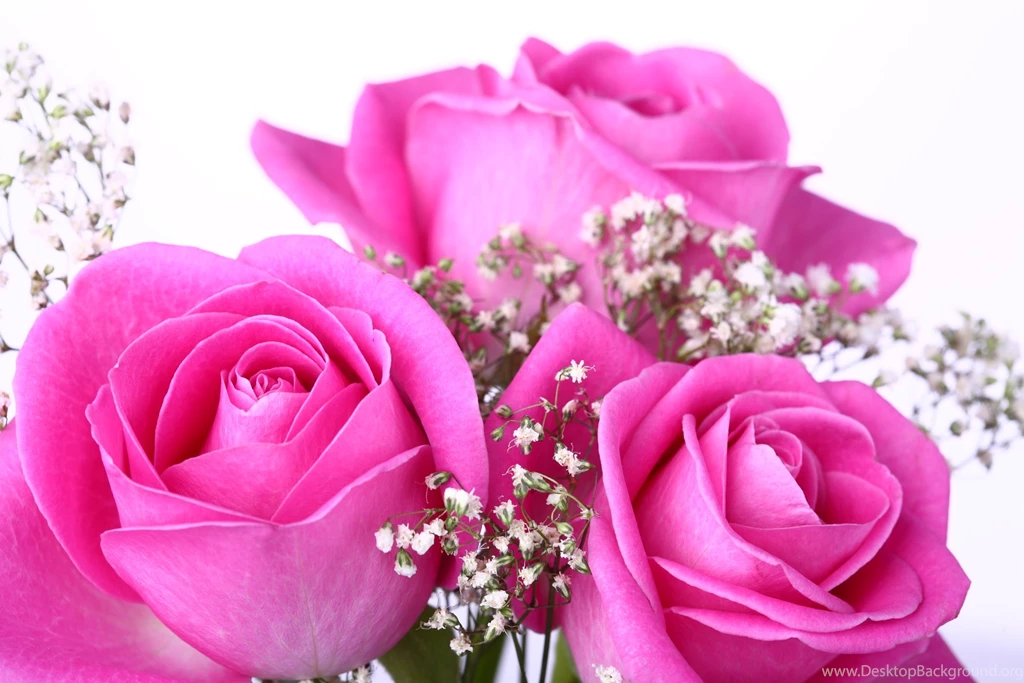 Pink Roses HD Wallpapers Free Download