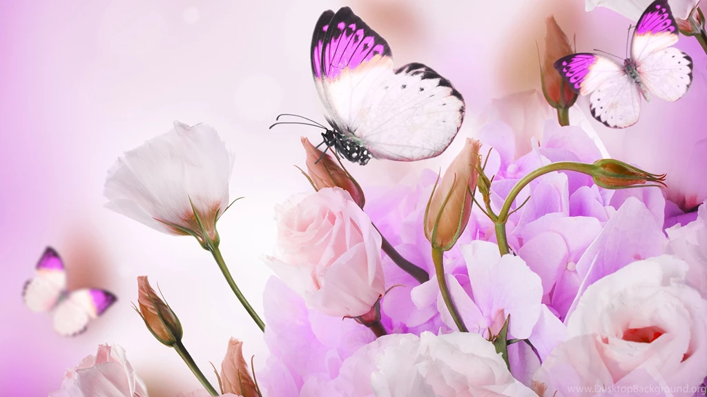 Pink Roses And Butterfly Art Wallpapers, Rose Flower Images, Rose ...