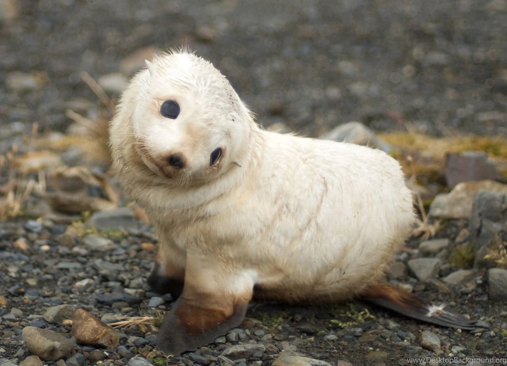 Cute Baby Animals Backgrounds Danasrhp.top