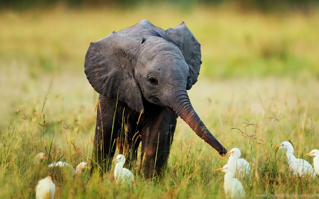 Cute Baby Animal Wallpapers Desktop Hd Walls Cute Animal Desktop