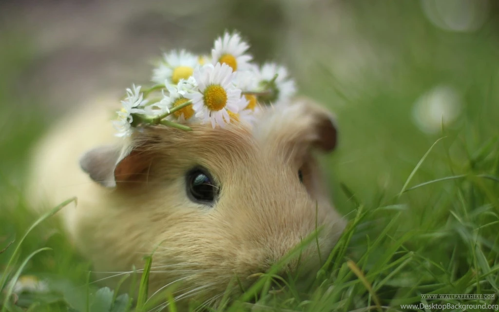 Cute Animal Pictures
