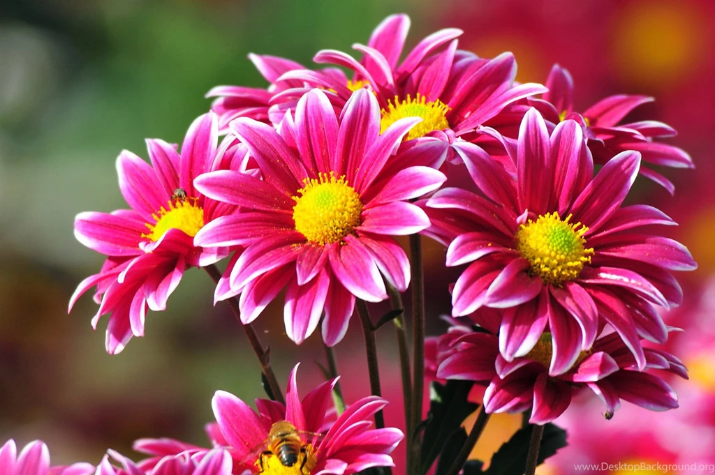 Nature Backgrounds, Hd Wallpapers, Mother Nature, Flower Images ...