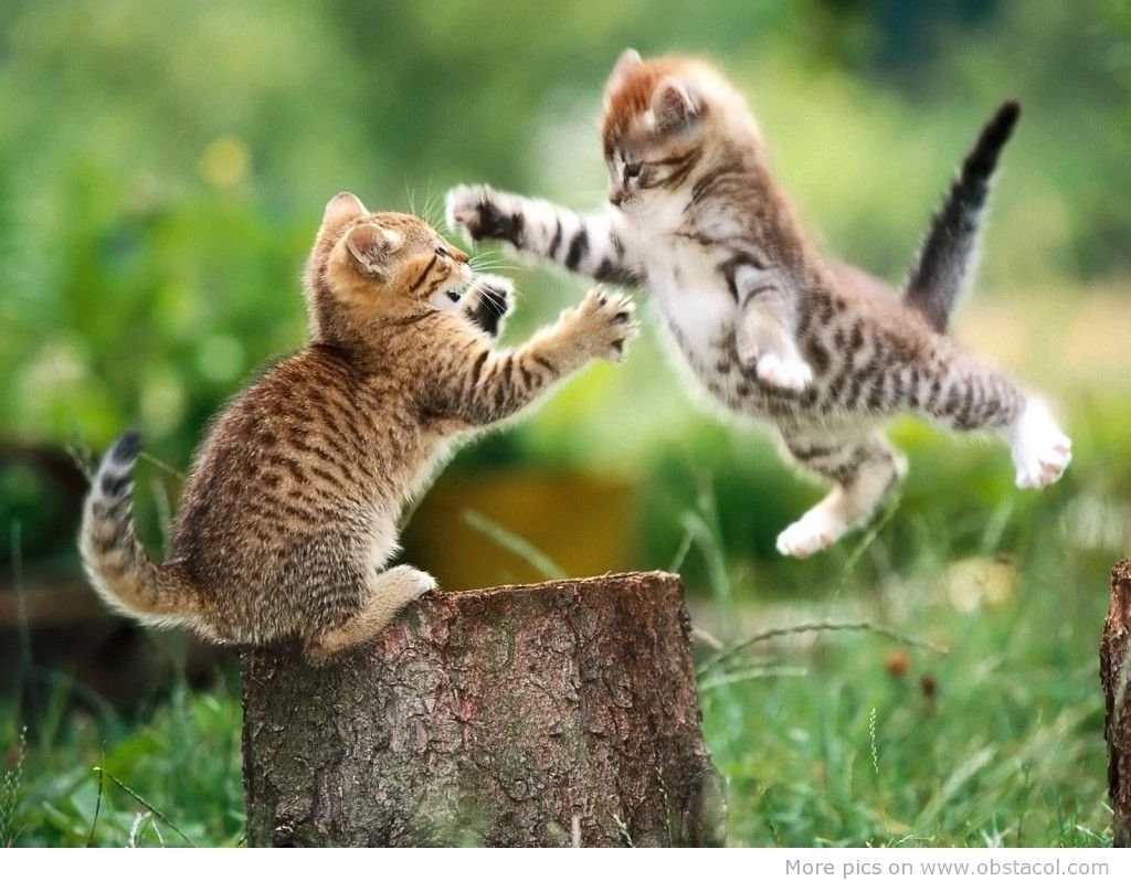 Funny Picture Animals HD Images Wallpapers HD Widescreen Wallpapers