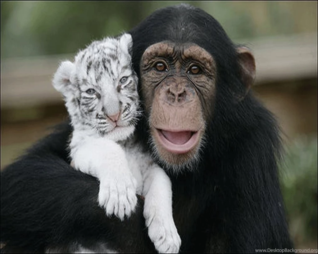 Amazing Funny Picture: Cute & Beautiful Digital Funny Animal HD ...
