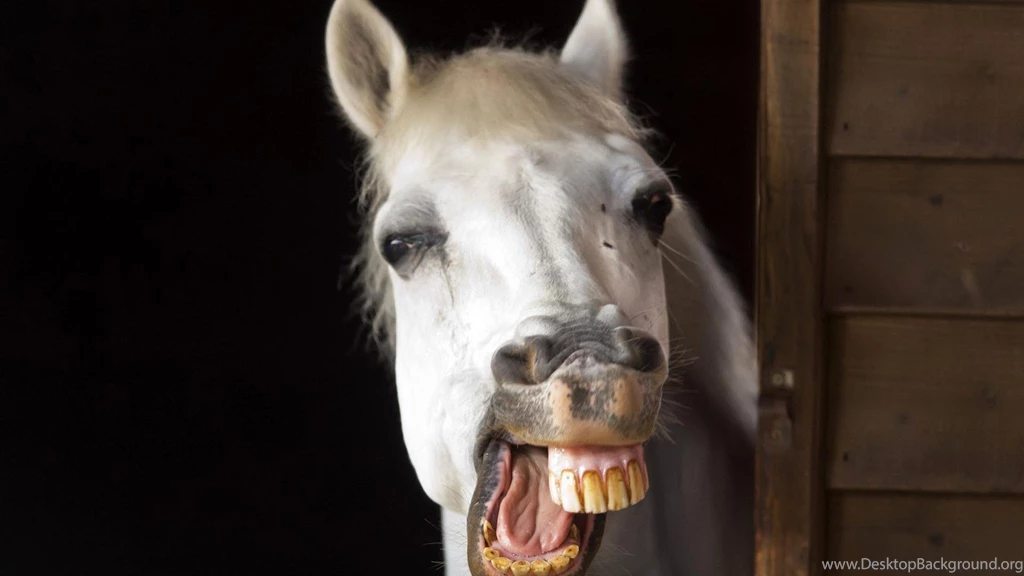 Funny Animals Picture Hd Wallpapers