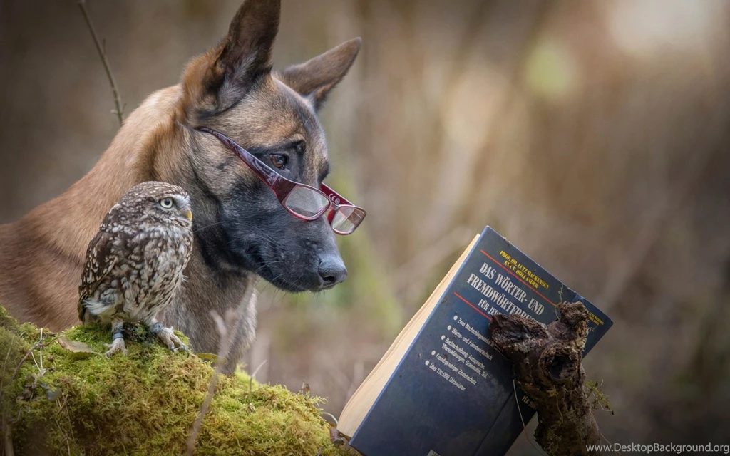 Funny Owl Funny Dog Wallpapers HD For Desktop And Mobile