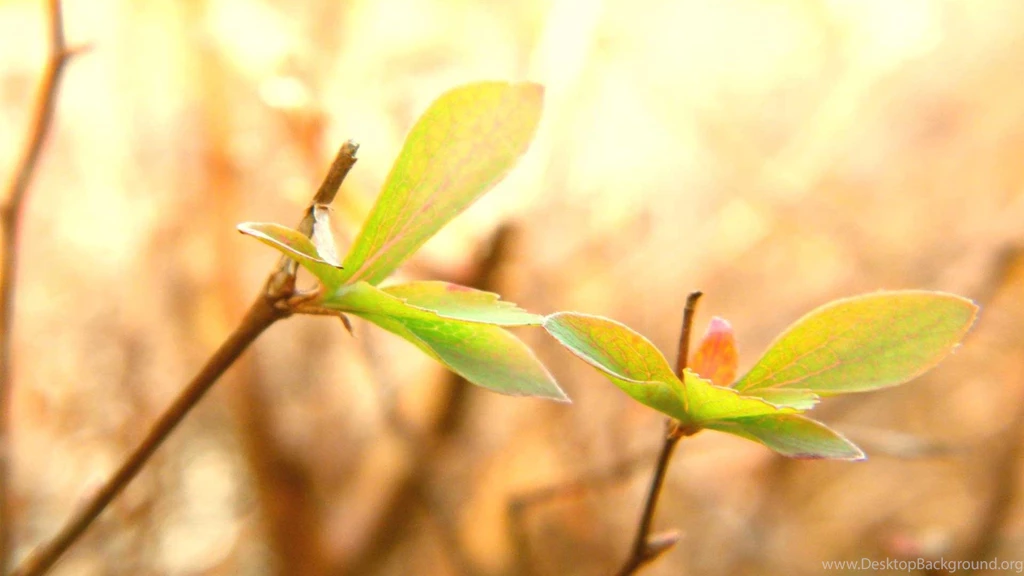 Cute Leaves And Plant Desktop Backgrounds Widescreen And HD ...