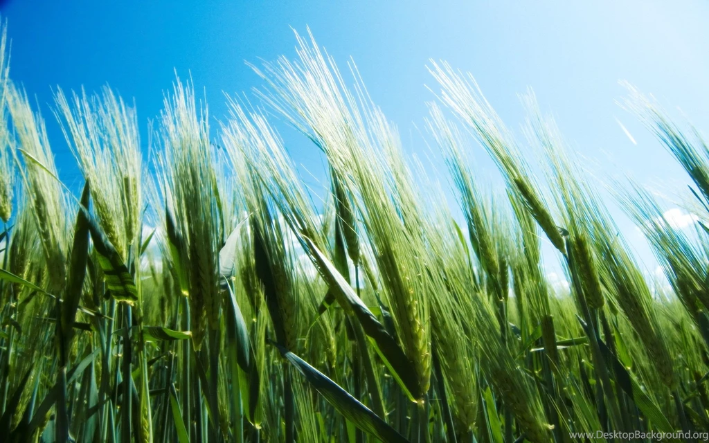 Wallpapers Blue And Green Neonc Wheat Field With Sky Photo High ...
