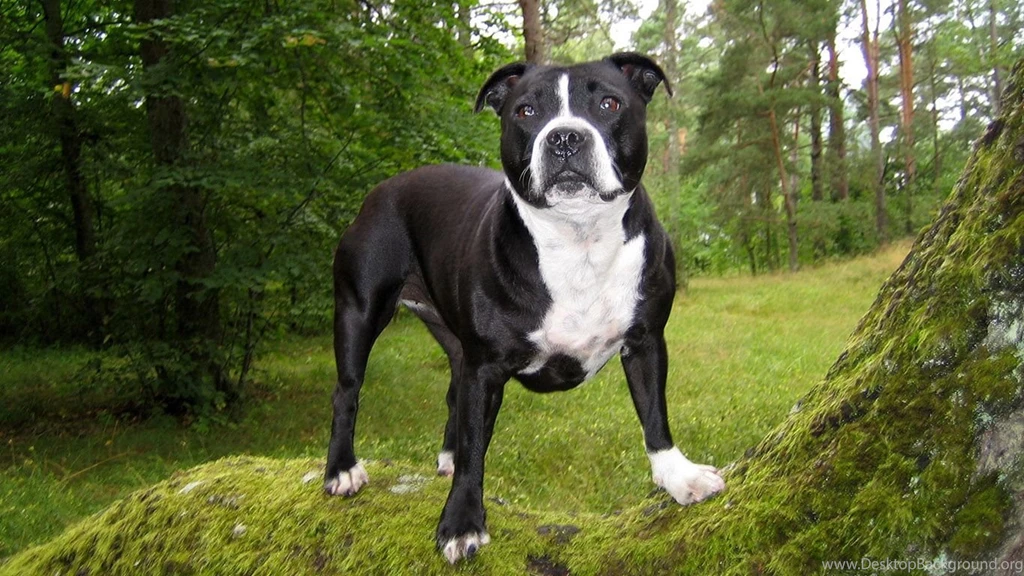 American, Pitbull, Dog, Background, Image, Desktop, Hd, Wallpapers ...