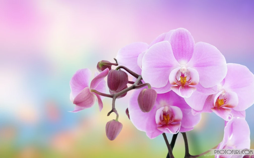 Flowers Backgrounds