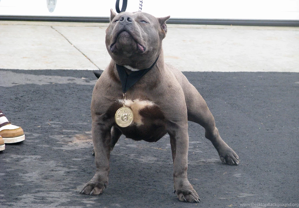 Free Pitbull Wallpapers Download