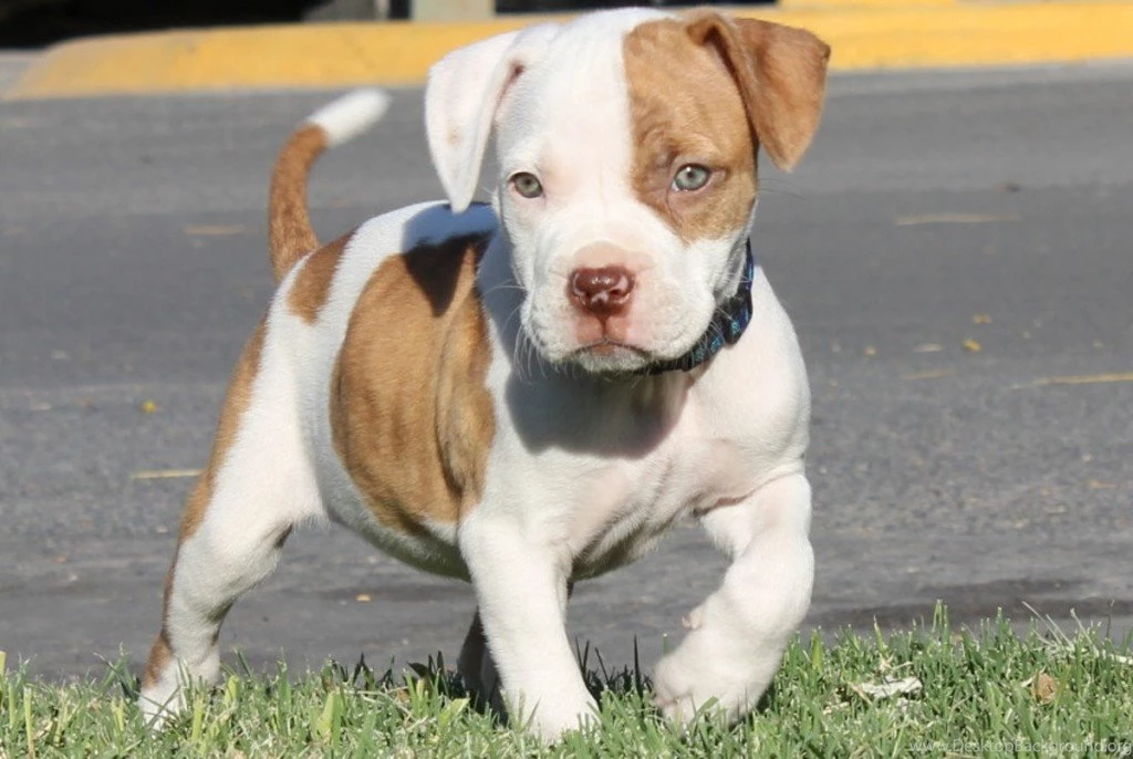 34 Cute Pitbull Puppy Hd Wallpapers Widescreen New Desktop ...