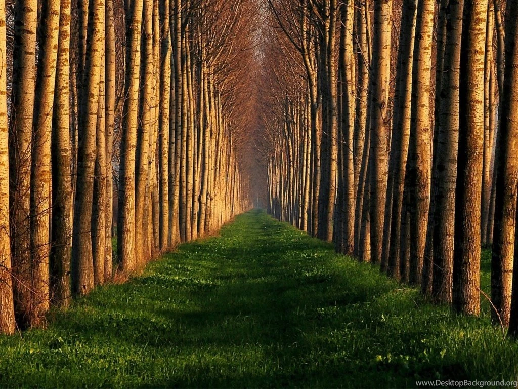 Wooden Path Desktop Wallpapers HD Wallpaper Backgrounds Of Your ...