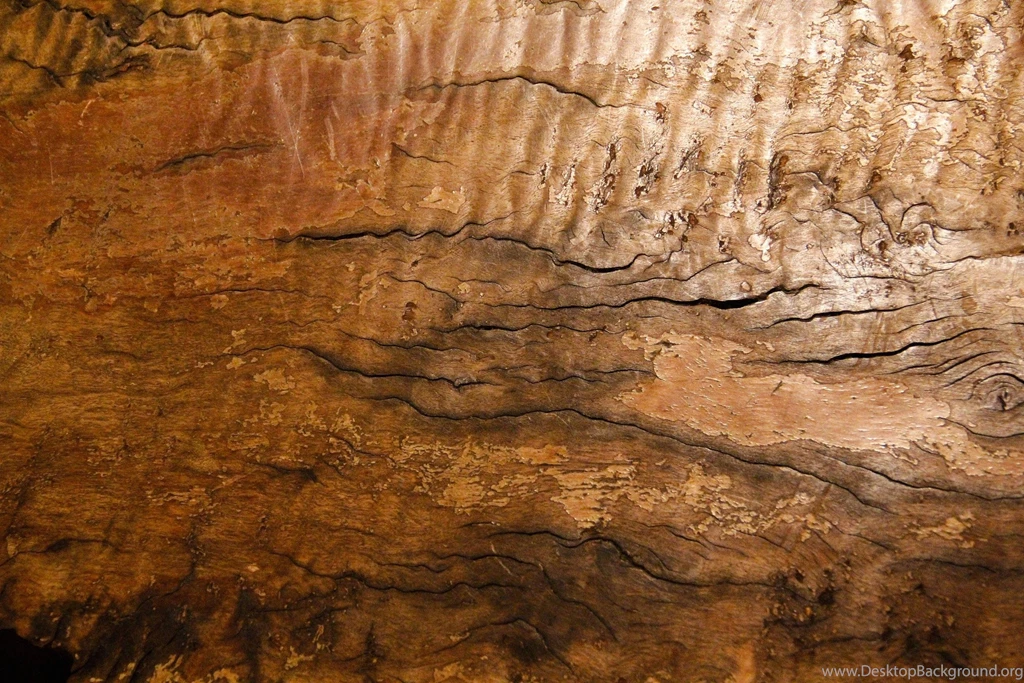 Wood Burl Texture Rough Cracked Natural Wooden Wallpaper.jpg