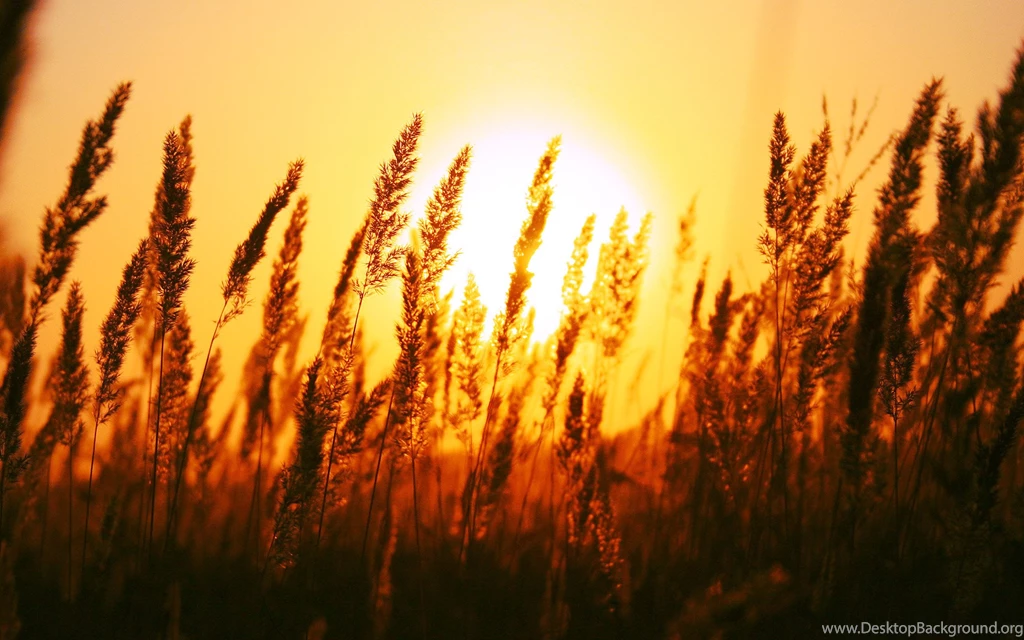 Sun, Beautiful, Scenery, Wallpapers, Walls (