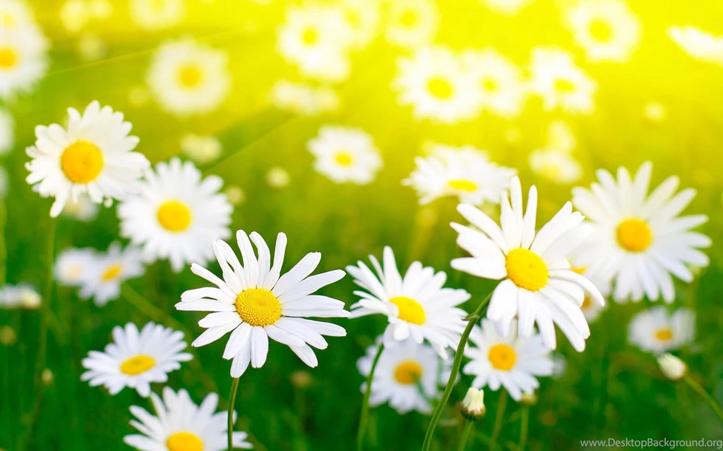 White Daisy Wallpapers