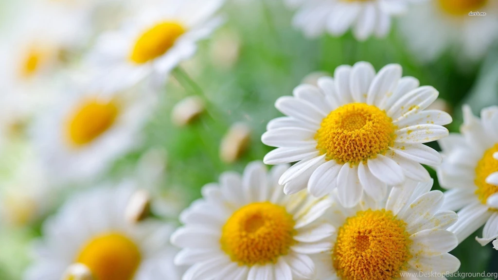 Daisy Wallpapers 14678 HD Wallpapers
