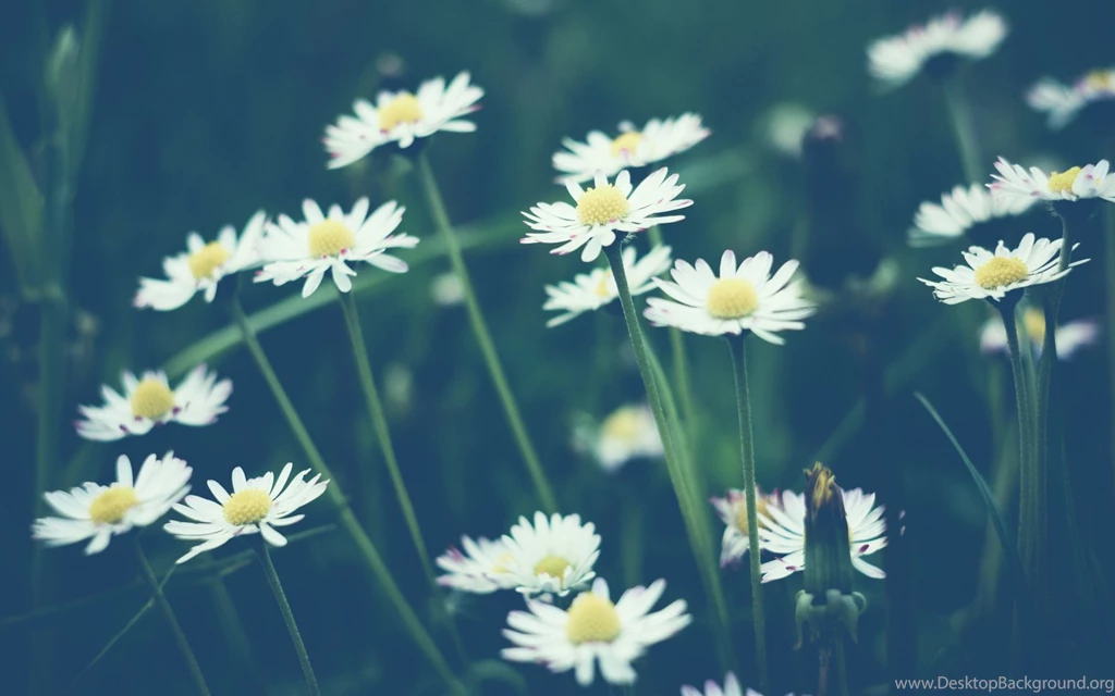 Daisy Flower Pictures And Wallpapers Download