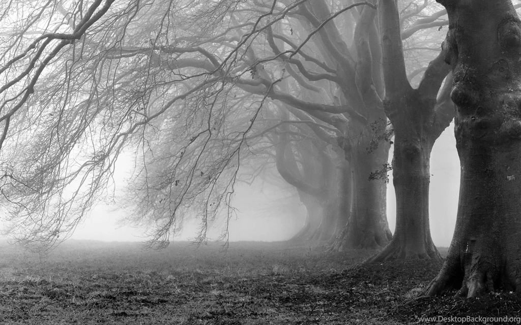 Black And White Nature Wallpapers Wallpapers Cave