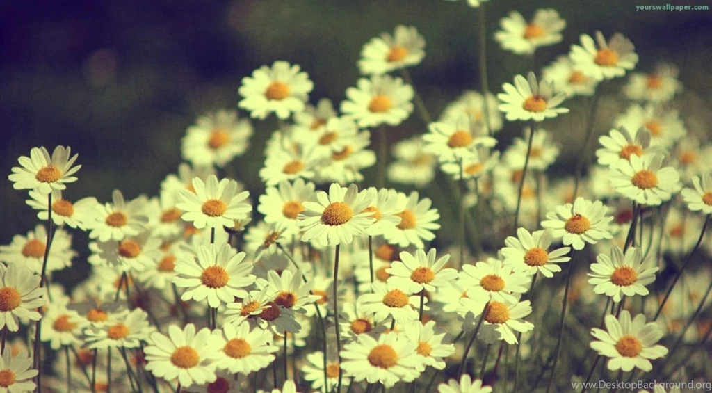 Vintage Daisy Wallpapers Desktop – Wallpapers