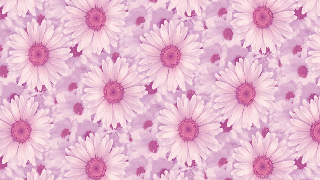Beautifull Daisy Hd Wallpapers