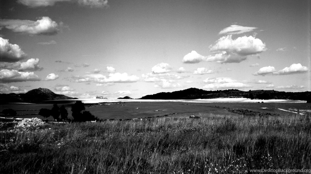 Wallpapers Black White Forest Natural And Fine 1920x1080 ...