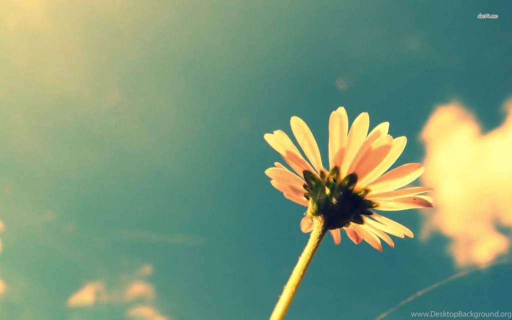 Great Daisy Wallpapers