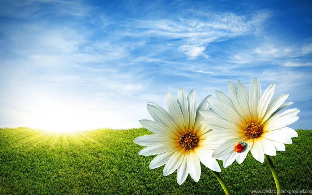 Two Daisy Wallpapers, Two Daisy Backgrounds, Two Daisy Free HD ...