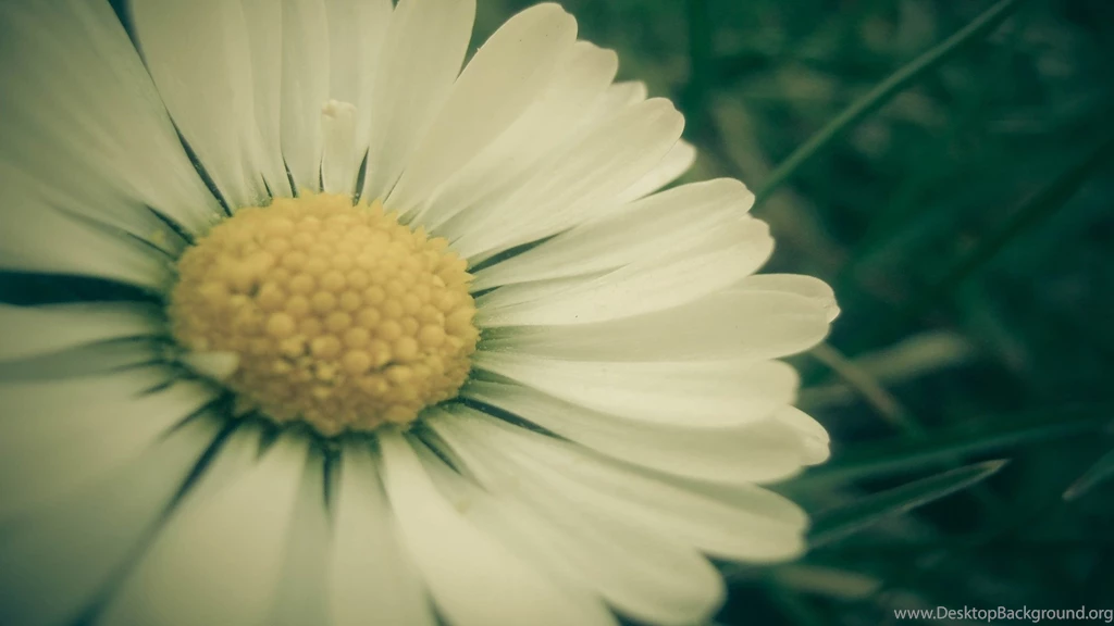 Daisy Wallpapers 22 – HD Wallpaper, Wallpapers Pics The Best ...