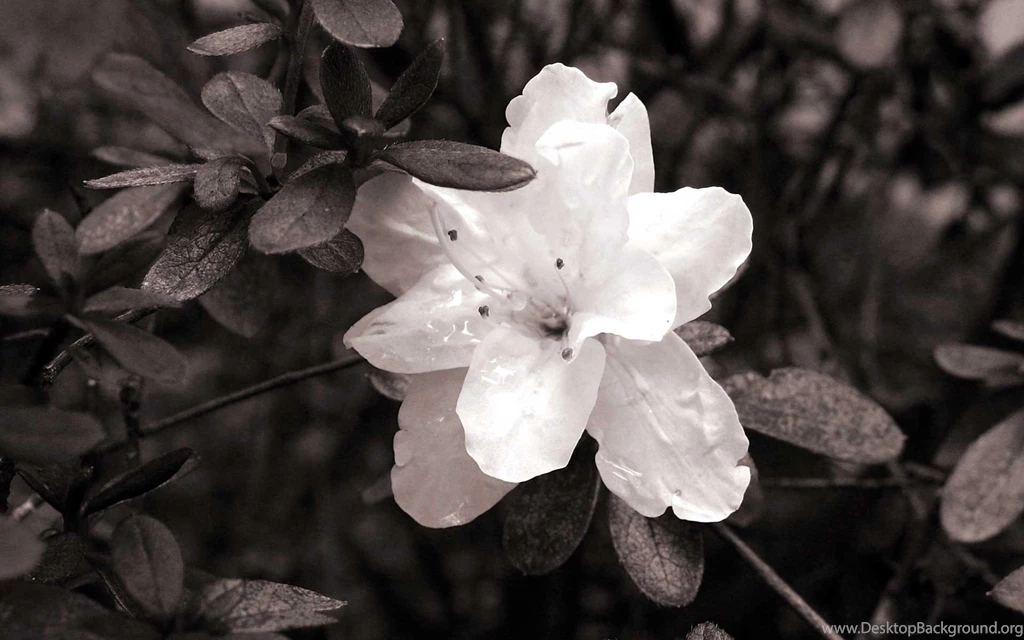 Desktop Black And White Nature Wallpapers Wallpapers