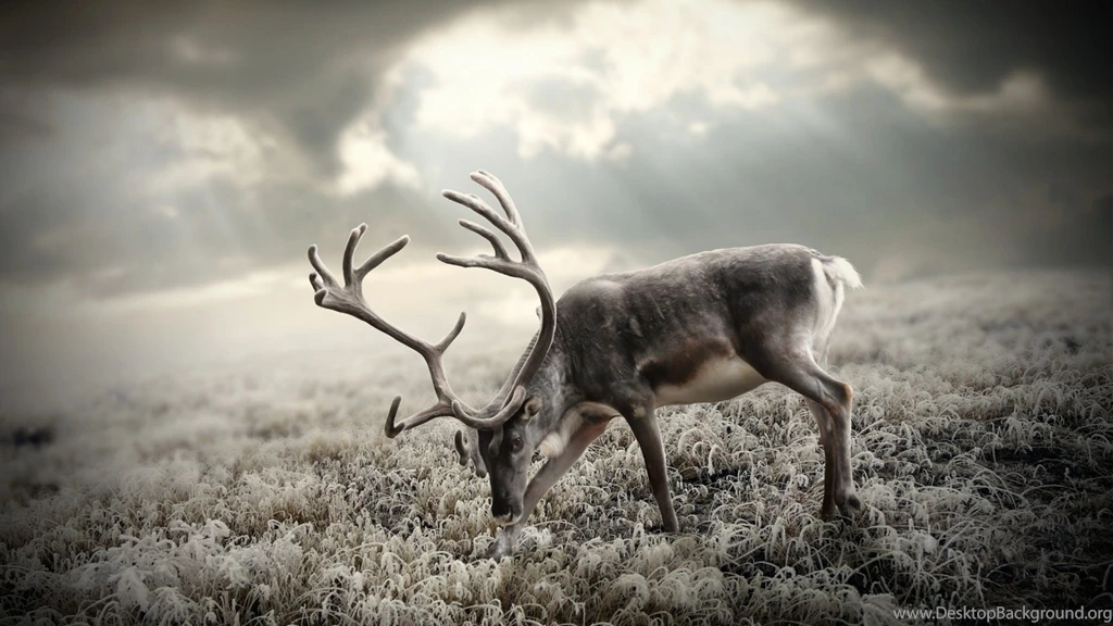 Download Wallpapers 2048x1152 Deer, Nature, Walking, Black And ...