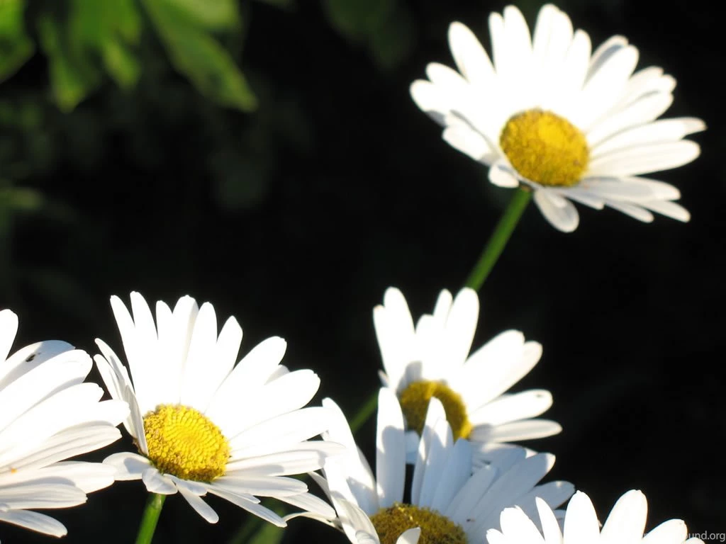 HD Dandelion Wallpapers And Photos