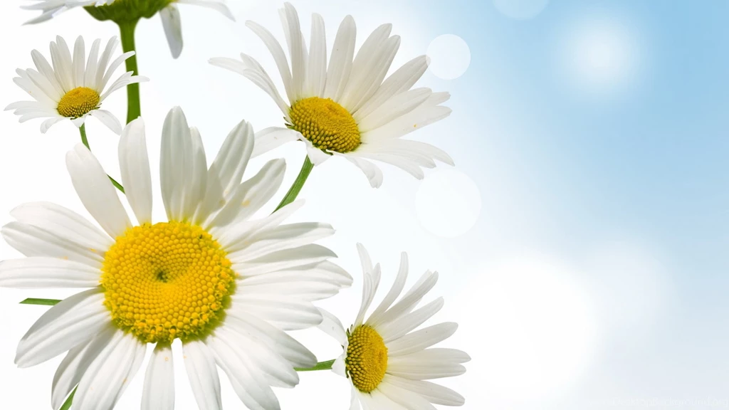 Daisy Wallpapers HD Download