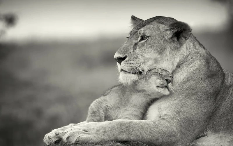 Nature,black And White Black And White Nature Animals Cubs ...