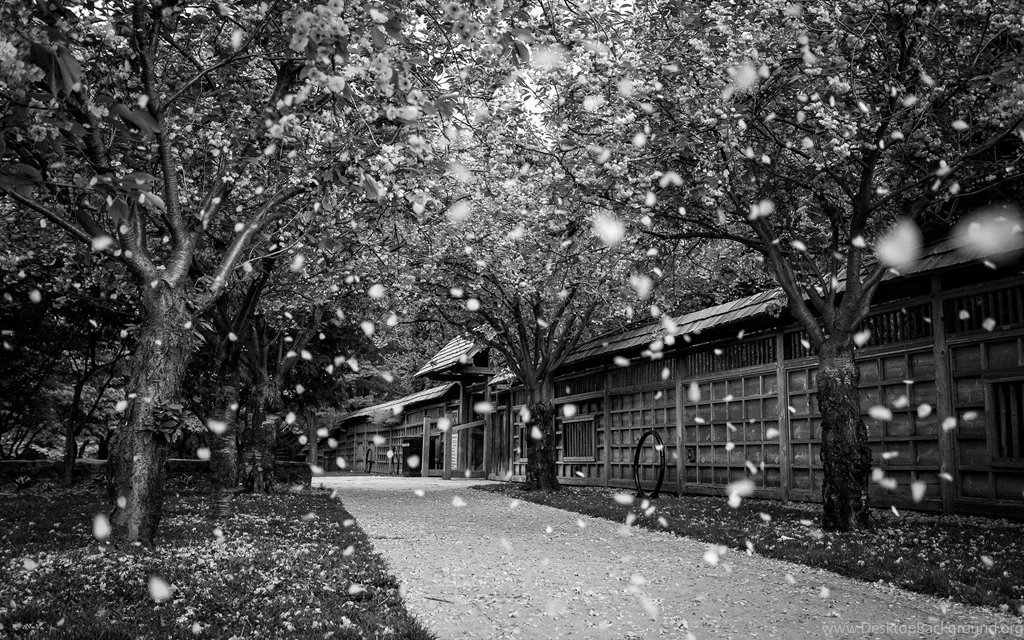Nature & Landscape Black And White Mississauga Kariya Park Canada ...