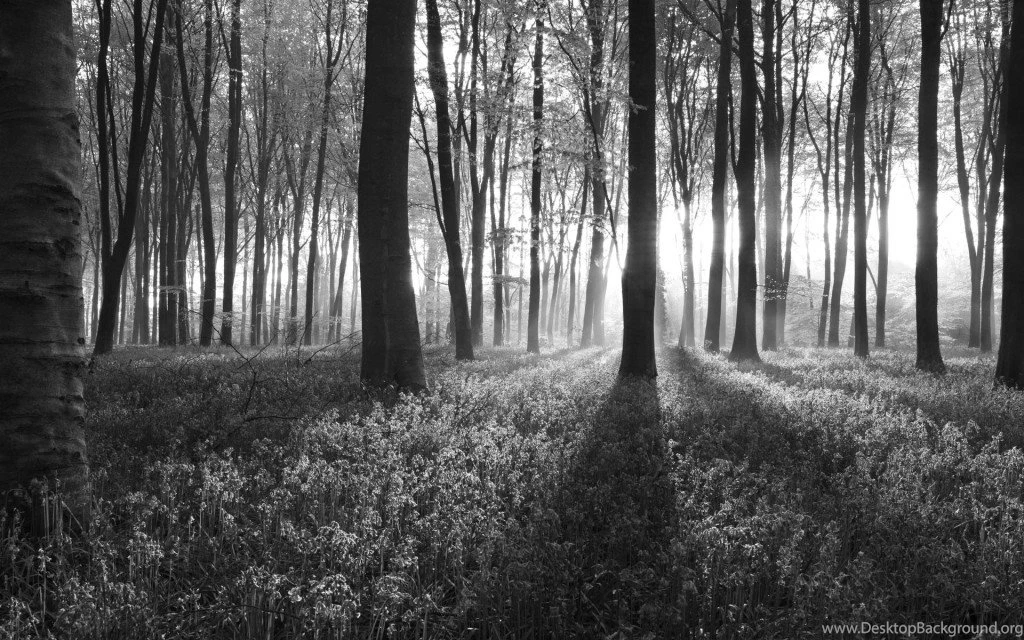 Black And White Dawn In Forest Wallpapers : Nature & Landscape ...