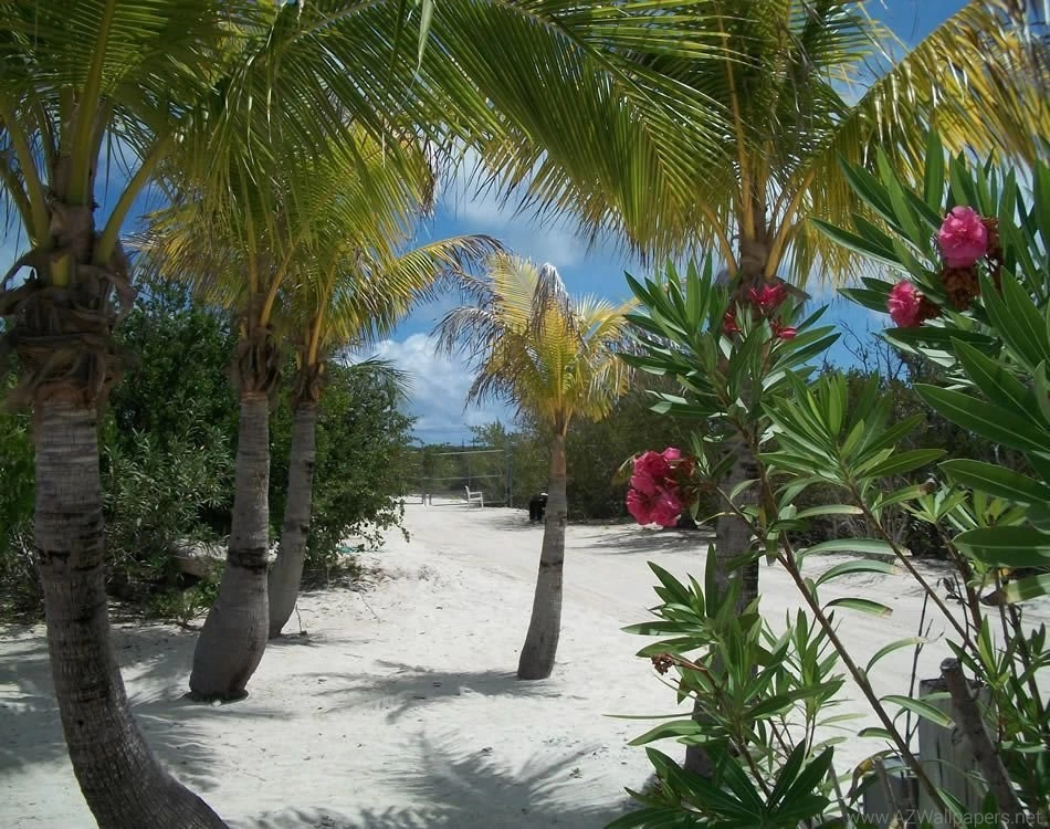 Free Online Wallpapers For Desktop   Wallpapers Cave