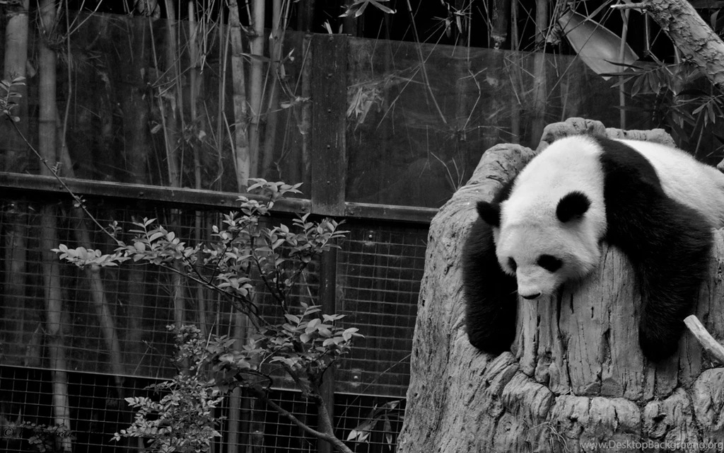 Download Wallpapers 2560x1600 Panda, Sleep, Nature Reserve, Hollow ...